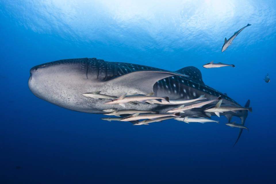 FB_IMG_1479652953308