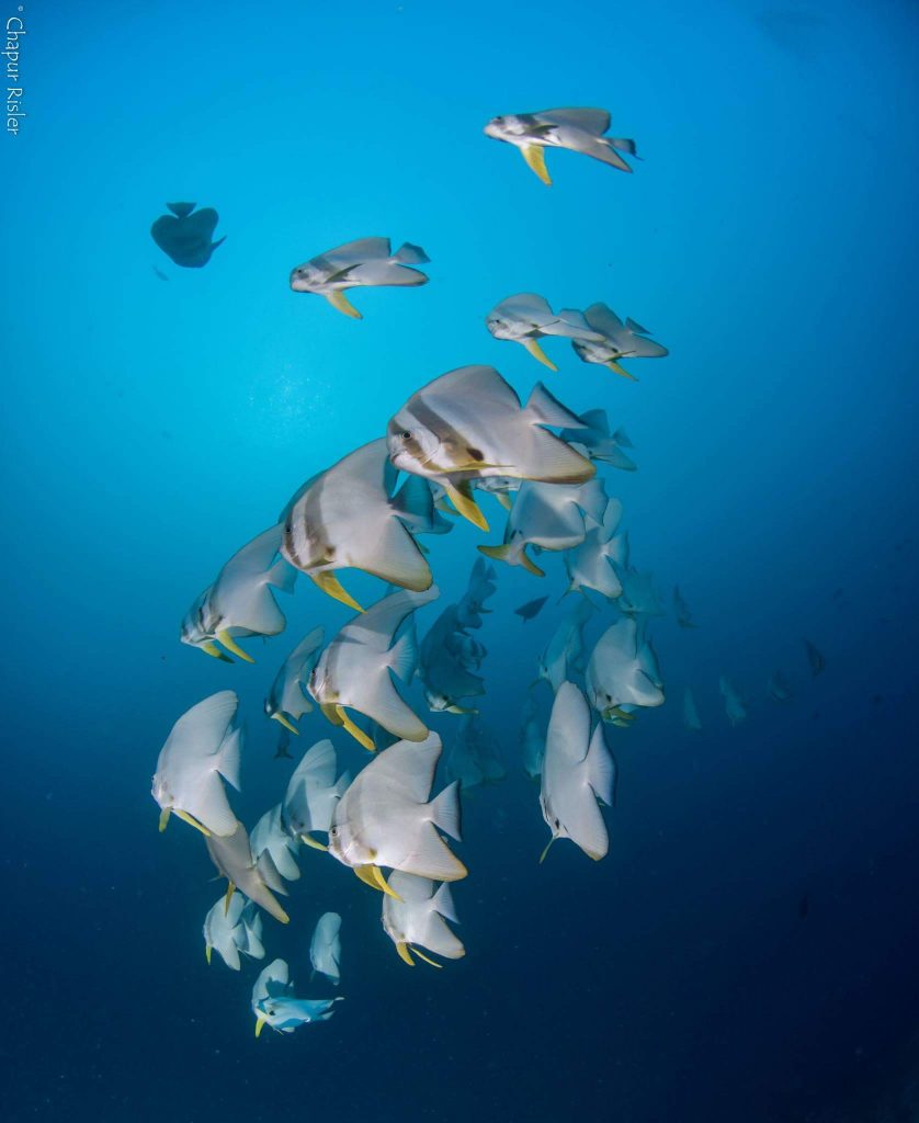 FB_IMG_1479653291008