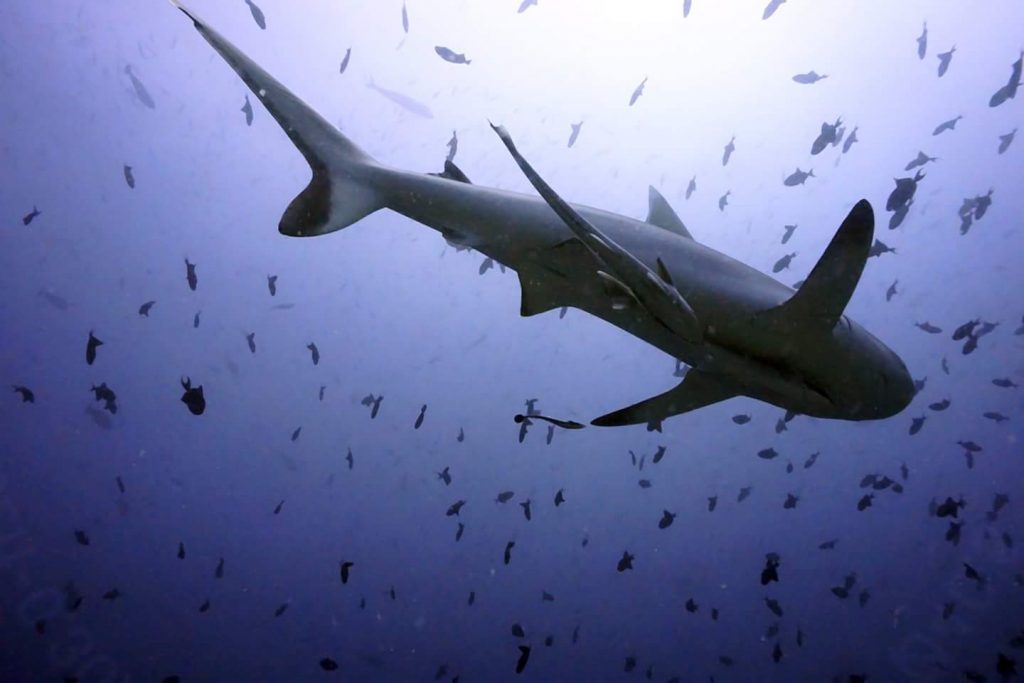 FB_IMG_1479653848804