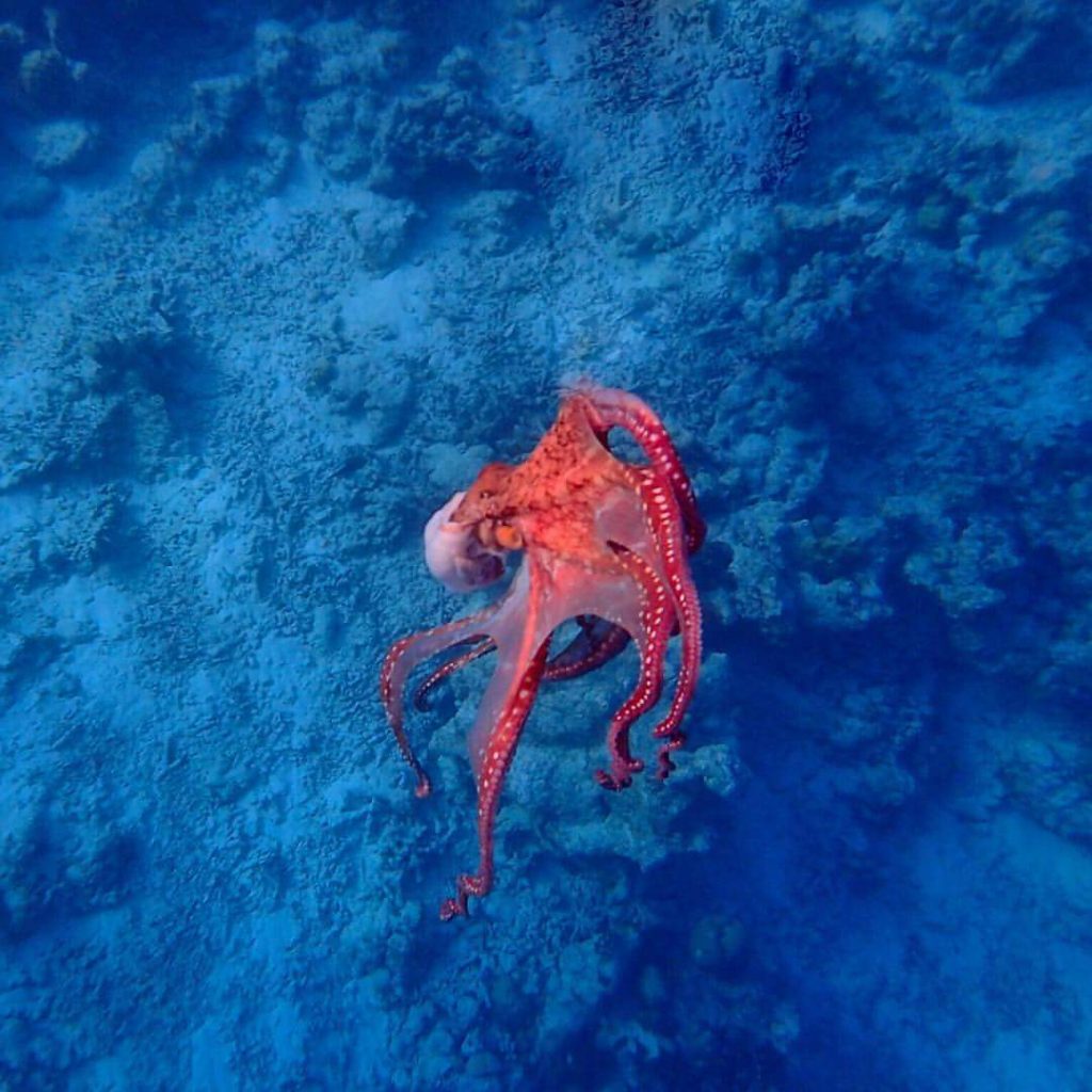 FB_IMG_1479654010924