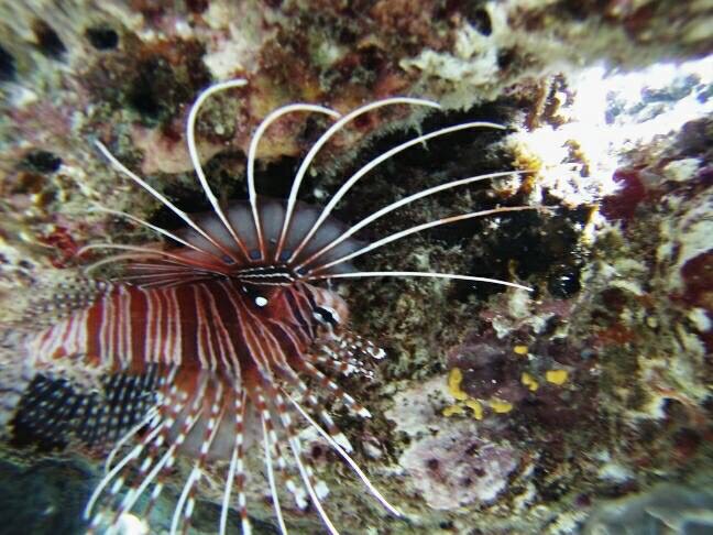 image-0-02-05-53bff48e475dc0862864251e1ebf7cdc41e082c1d66ddb0f20cadeb59def299f-V